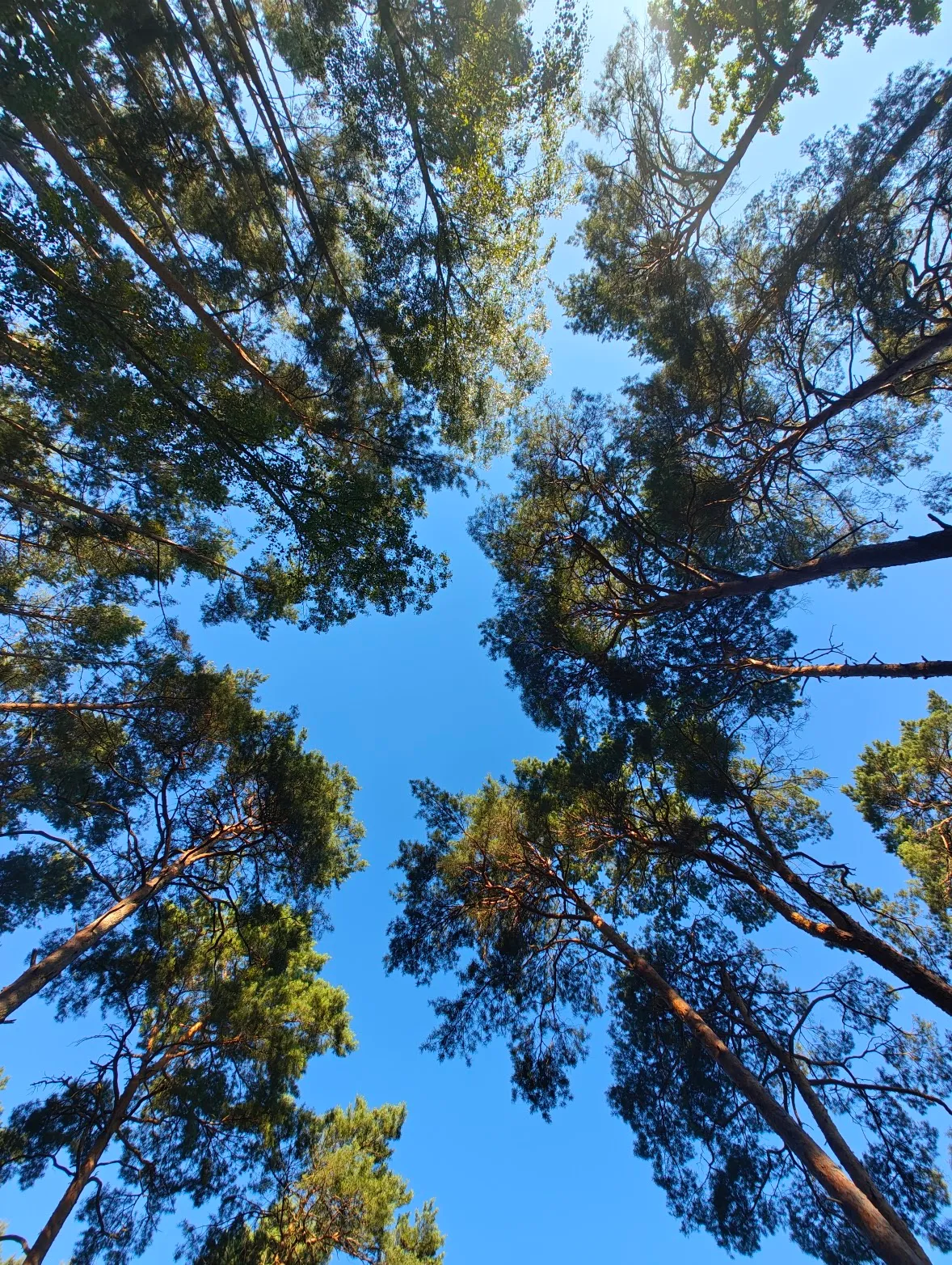 Trees photographed from below
